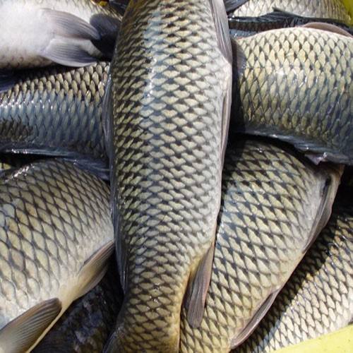 草魚中檢測出獸藥殘留，為什么水產(chǎn)品頻頻中招