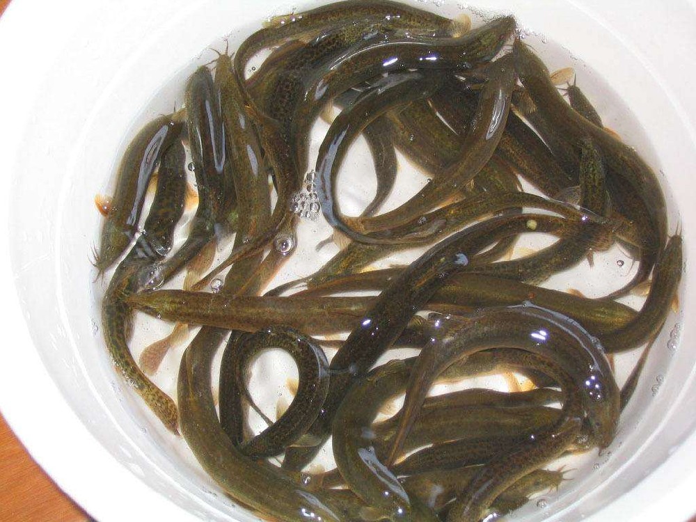 泥鰍中檢測出獸藥殘留，水產(chǎn)品購買時一定要警惕!