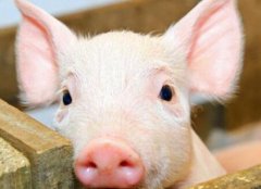 瘦肉精檢測(cè)儀如何杜絕豬肉“瘦肉精”問(wèn)題？